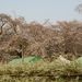 20060401_shimizupark_009